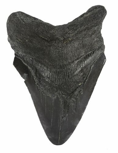 Bargain, Fossil Megalodon Tooth - South Carolina #54245